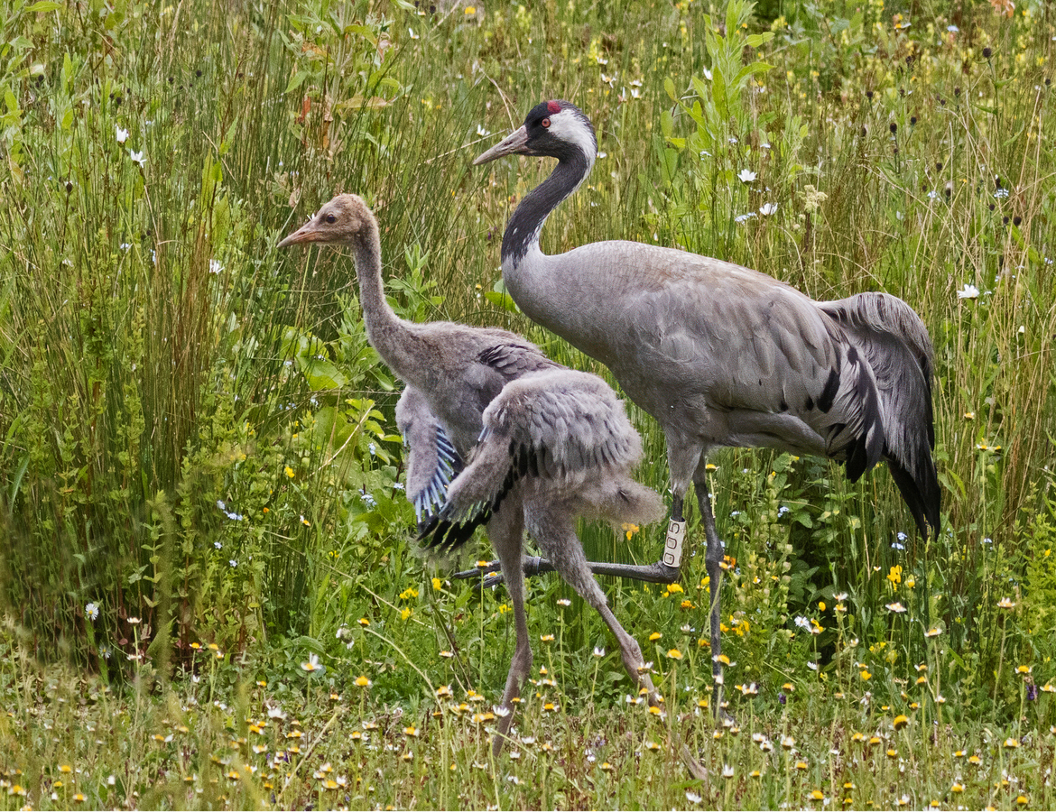 4th Crane with Chick by Pat Johnston